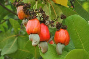 Loại 'hạt tỷ đô' của Việt Nam bứt tốc ngay tháng đầu năm, hút khách toàn cầu: Mỹ - Trung Quốc săn lùng không ngớt