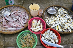 Sau Tết, người dân đổ xô săn loài cá 'tan trong nước' giá tới 1 triệu đồng/kg, thuyền vừa cập bến đã hết hàng