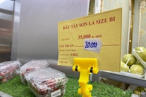 Dâu tây vào chính vụ rớt giá chỉ từ 40.000 đồng/kg, tiểu thương bán vài tạ mỗi ngày vẫn cháy hàng