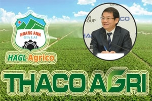 Bán hàng cho ‘người nhà’, HNG lỗ lớn còn THACO AGRI lãi đậm: Câu chuyện trái ngược tại hệ sinh thái của ông Trần Bá Dương
