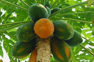 Loại quả từng rụng đầy gốc nay vào top 20 trái cây ưu việt nhất thế giới : Giá chỉ 15.000 đồng/kg, vitamin C gấp 1,5 lần nhu cầu ngày rất phù hợp cho giai đoạn giao mùa
