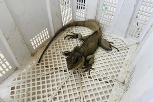 Đang thăm vườn, anh T. ở Tây Ninh phát hiện 'rồng đất' quý hiếm, vội giao nộp cho công an