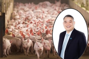Sau siêu dự án 390.000 tỷ đồng, Xuân Thiện tiếp tục đề xuất làm nhà máy chế biến thịt heo 'cực khủng'