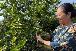 Xuất khẩu nông lâm thủy sản: Nhiều ngành hàng tăng tốc, mở rộng thị phần