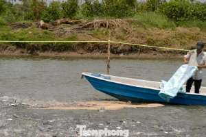 Giá cá tra tăng kỷ lục, vì sao người nuôi vẫn 'treo ao'?