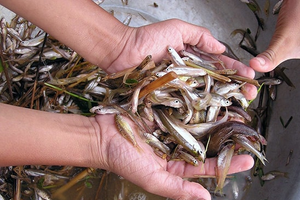 'Hạt vàng' theo dòng lũ: Loài cá bé bằng đầu đũa ở Việt Nam âm thầm hóa đặc sản, có lúc 400.000 đồng/kg