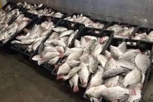 ‘Kho báu dưới nước' của Việt Nam khiến Mỹ, Brazil bị ‘hớp hồn’: Đem về 99 triệu USD, thành công nhờ biết tận dụng 'lối nhỏ'