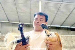 Người đàn ông kiếm bộn tiền từ gà 'mặt quỷ'