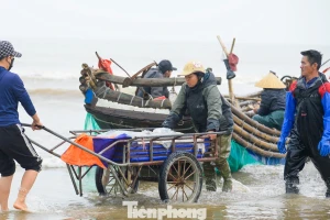 4h sáng ra biển, 8h thuyền vào bờ đầy ắp sứa tươi ngon