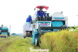 Bất ngờ Đề án 1 triệu ha lúa chất lượng cao, phát thải thấp