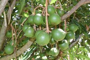 Một loại hạt được mệnh danh 'hoàng hậu': Có loại giá hơn 1,3 triệu đồng/kg, Việt Nam cũng trồng nhiều