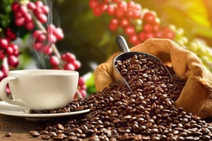 Loại hạt thế giới uống mỗi ngày mang về cho Việt Nam 1,76 tỷ USD sau 2 tháng