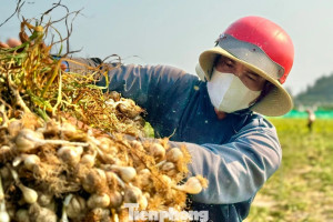 'Vàng trắng' ở đảo Lý Sơn mất giá