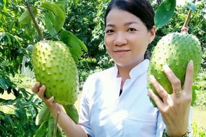 Đi lên từ gian khó, nông dân Cần Thơ kiếm được 10 tỷ/năm nhờ loại quả to bự từng bị ‘ngó lơ’, nay tạo ra sản phẩm đi thẳng sang Mỹ, Hàn Quốc