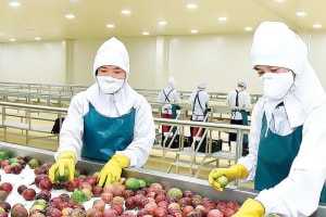 Thông tin về kiểm soát dư lượng thuốc bảo vệ thực vật với chanh leo, thanh long Việt tại EU