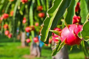 Loại quả đặc sản của Việt Nam bị phát hiện chứa chất gây hại cao tại EU, nguy cơ nhận 'án phạt' nặng
