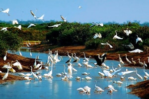 VQG đầu tiên tại Việt Nam được công nhận là Khu Ramsar đón danh hiệu mới