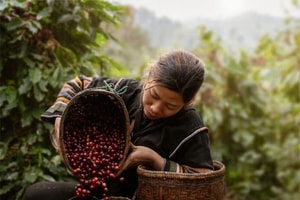 Cứ 10 người Nhật thì có 7 người uống cà phê: Hạt Việt là 'thần' nhưng vẫn thua một quốc gia
