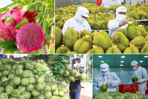 Một loại quả của Việt Nam tăng trưởng 400% khiến Trung Quốc 'mê mệt': Có nguy cơ vướng án phạt ngầm