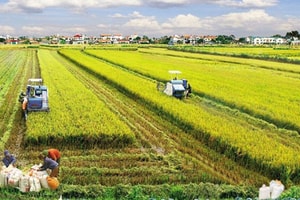 Nông nghiệp “khát vốn”: Chỉ chiếm 11% tín dụng, khó bứt phá tăng trưởng