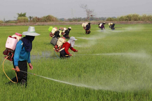 Đối thủ lớn nhất của Việt Nam ở Đông Nam Á chỉ còn đủ phân bón dùng trong 1 tháng, lo giảm mạnh sản lượng lúa gạo