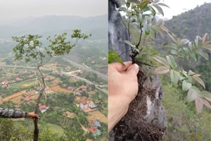 Cơn sốt cây muội hồng: Có gì đặc biệt mà săn lùng chậu nhỏ đến gốc cây to giá hàng triệu đồng
