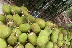 Trở tay không kịp vì giá mít 'lên đỉnh, xuống đáy'