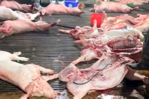 Vụ lợn bệnh vào trường học, lộ 2 trường dùng thịt của Công ty Cường Phát