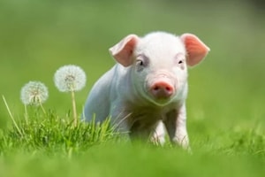 Sau Rằm tháng 2 Âm lịch, những con giáp này đón nhiều tin vui về tài chính, tài vận bứt phá, nguồn thu cải thiện rõ rệt