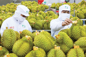 Trung Quốc 'khát' một loại quả từ Việt Nam, kim ngạch tăng vọt gần 400%