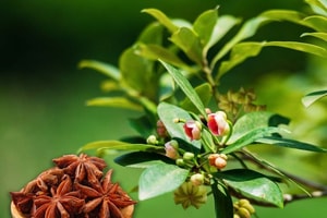 Loại hoa khô là đặc sản của tỉnh miền núi phía Bắc khiến Ấn Độ và Mỹ mê mẩn, 'nộp' hàng chục triệu USD cho Việt Nam