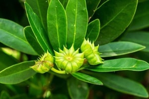 Loại hoa khô 'cực phẩm' giúp Việt Nam 'hái ra tiền': 3 tháng thu 11 triệu USD, quốc gia đông dân nhất thế cũng phải mê mẩn