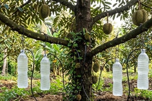 Dùng thứ treo lửng lơ để tưới, nông dân Đồng Tháp mới đã giải cứu vườn ‘cây tỷ đô’ qua mùa hạn nẻ đất: Nay ngược dòng lãi to