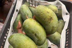 Loại xoài hạt 'mỏng như lá', giá chỉ từ 15.000 đồng/kg, chợ Việt bán chạy rần rần