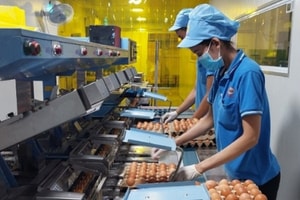 Chi phí 'neo' cao, doanh nghiệp căng mình giữ giá
