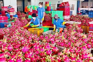 Hai 'đại gia' chi tiền mạnh khiến xuất khẩu thanh long Việt bật dậy đầu năm 2026, kim ngạch vượt 100 triệu USD