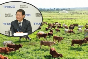 Vụ 302 doanh nghiệp vào diện theo dõi của Cục Thuế: Ghi tên một công ty chăn nuôi bò quy mô nghìn tỷ trong hệ sinh thái của tỷ phú Trần Bá Dương
