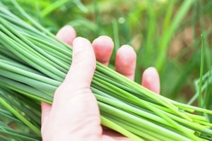 Vi chất cốt lõi giúp cơ thể hấp thụ canxi ngăn ngừa loãng xương có cực nhiều trong loại rau bình dân bán khắp chợ Việt mà không phải ai cũng biết
