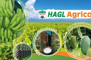 HAGL Agrico của ông Trần Bá Dương muốn đặt trọng tâm vào trồng chuối giống bầu Đức