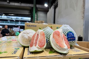 Một loại quả tươi của Việt Nam lần đầu tiên được xuất khẩu sang Úc, phải vượt qua bài kiểm tra 600 mẫu nghiêm ngặt