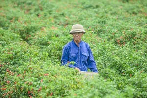 Giá ớt bất ngờ lao dốc mạnh