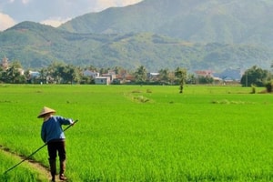 Từ giờ, chuyển đất lúa sang mục đích khác phải đáp ứng loạt điều kiện chặt chẽ
