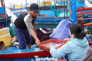 'Đột nhập' chợ mực Cửa Lở lúc rạng sáng