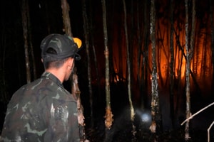 Cháy rừng diện rộng ở An Giang