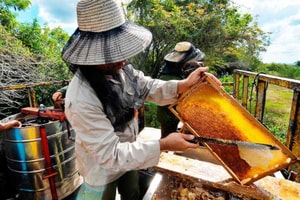 Lội ngược dòng kinh tế, quốc gia vùng Caribe thu về hàng chục triệu USD nhờ một loại sản vật tự nhiên được châu Âu săn đón