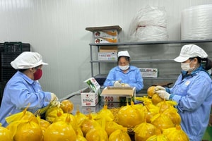 Phó Thủ tướng: Nông sản Việt muốn giữ thị trường lớn phải đáp ứng tiêu chuẩn mới