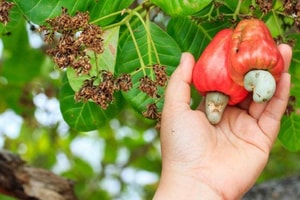 Mỗi ngày, Việt Nam chi khoảng 18 triệu USD để nhập khẩu loại hạt 'báu vật' này
