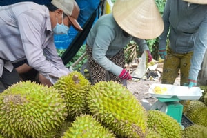 Sốt ruột vì giá sầu riêng chưa thoát đáy