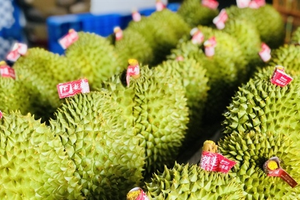Từ ‘vua trái cây’ đỉnh giá 150.000 đồng đến thảm cảnh 20.000 đồng/kg: Điều gì đang kéo sầu riêng Việt lao dốc?