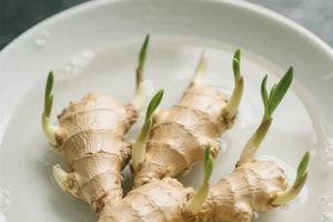 Người phụ nữ 'trồng vận may' ngay trong nhà, 8 tháng thu gần 8kg